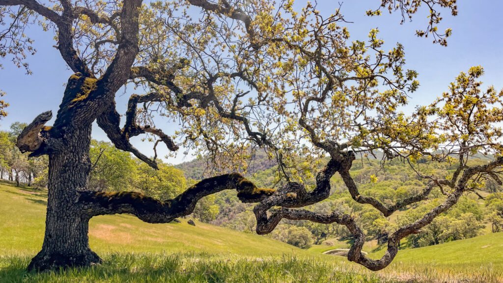 Source-feed image associated with Learn to identify invasive beetles that threaten trees in Santa Cruz County