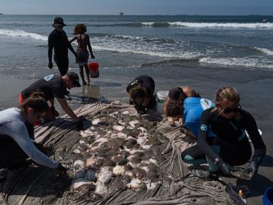 Source-feed image associated with Stingray lashings up as marine heat wave off Southern California draws more to shore