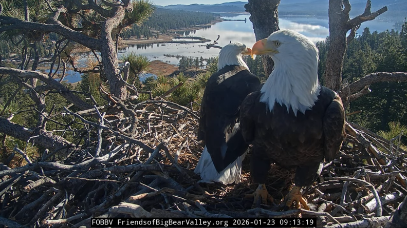 Source-feed image associated with California’s Wildlife Day honors Jackie, Big Bear’s late famous bald eagle