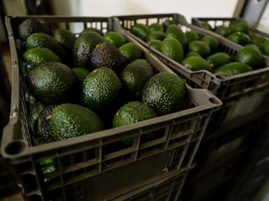 Source-feed image associated with Why Mexican avocado exports to the US have once again been stopped