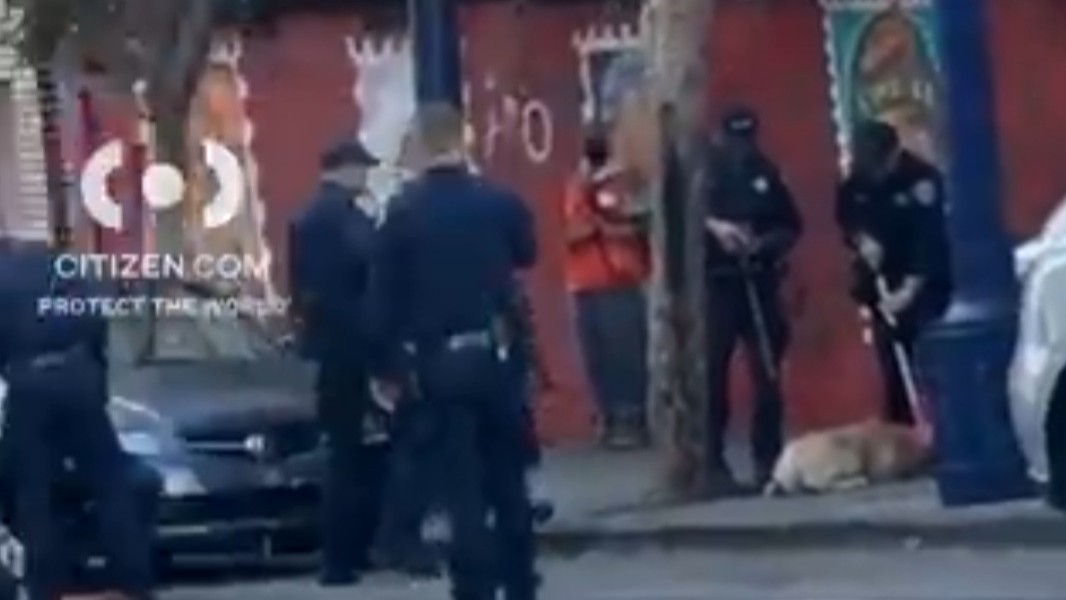 Source-feed image associated with Person with life-threatening injuries after Tenderloin dog attack; dog dead: SFPD