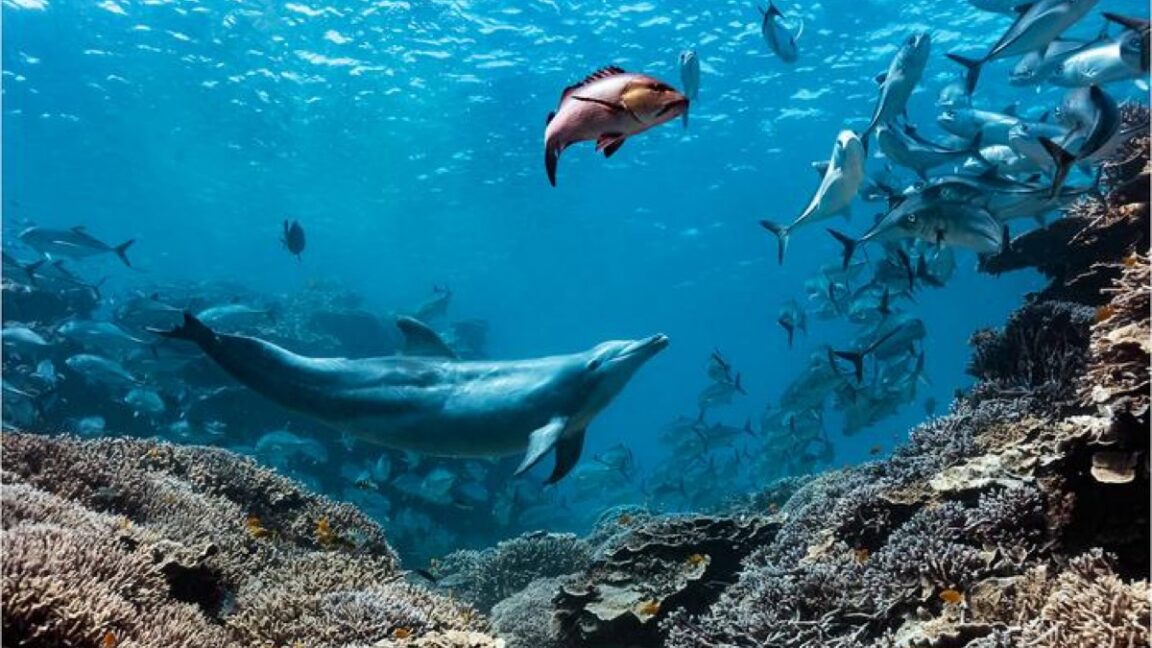 Source-feed image associated with A dolphin named Bubbles makes other fish vomit, then eats it