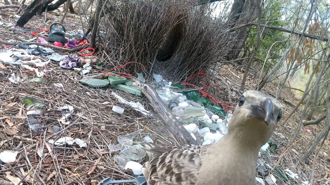 Source-feed image associated with Male bowerbirds hope to dazzle females with bright human-made items