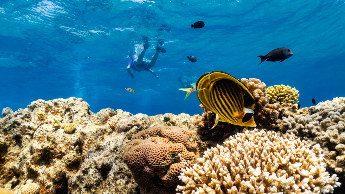 Source-feed image associated with As global warming threatens corals, scientists search for reefs that can take the heat