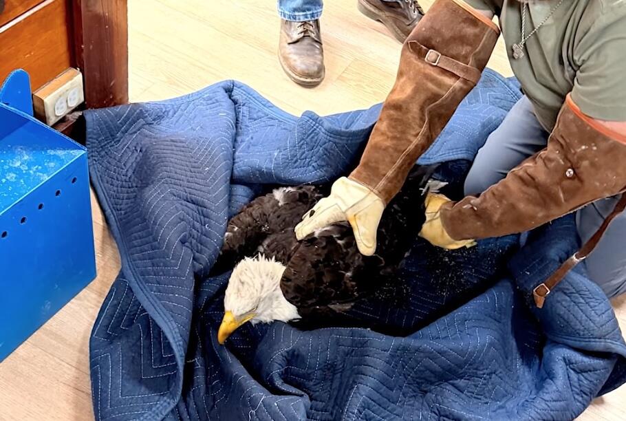 Source-feed image associated with Injured bald eagle rescued near Big Bear is believed to be Jackie