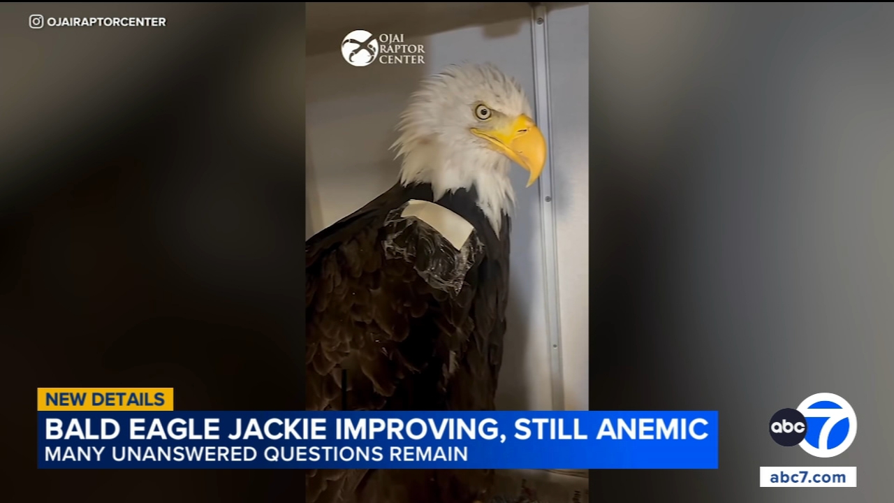 Source-feed image associated with Big Bear eagle Jackie still shows anemia in new bloodwork, continues to improve