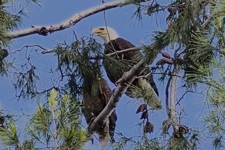 Source-feed image associated with Does LA now have its very own Jackie and Shadow? A bald eagle couple spotted nesting here