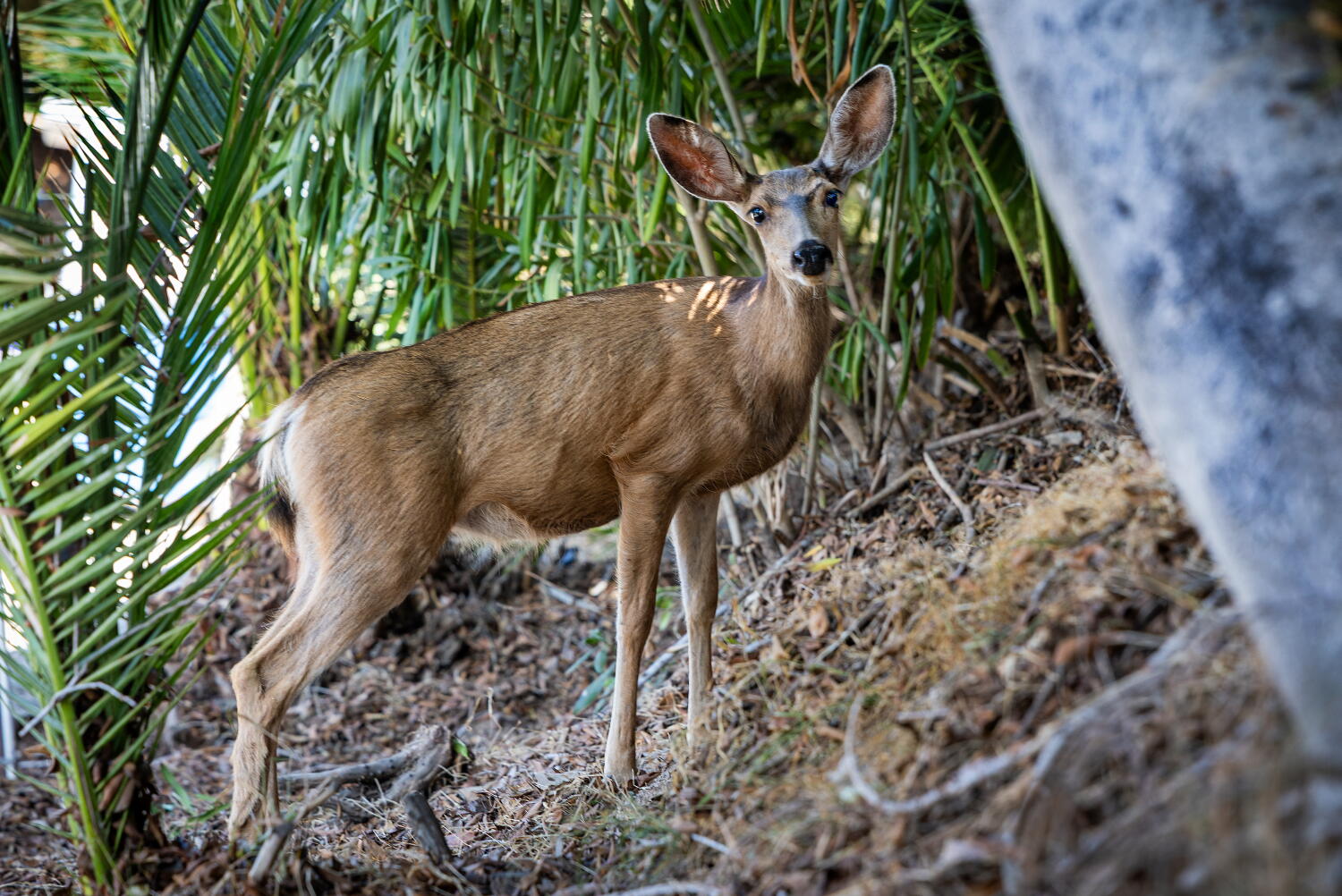 Source-feed image associated with Killing of Catalina Island deer will go forward despite last-minute appeals