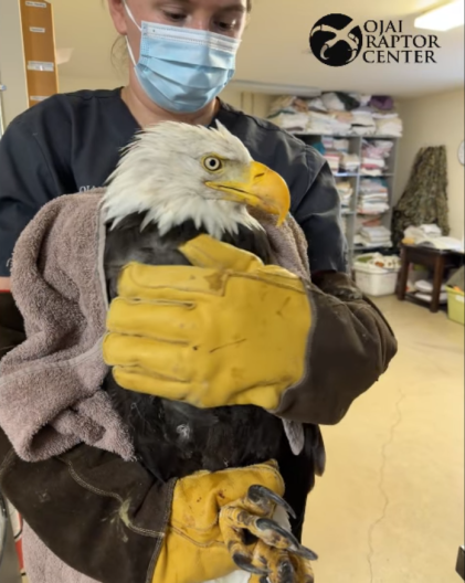 Source-feed image associated with Big Bear’s famous bald eagle Jackie has died