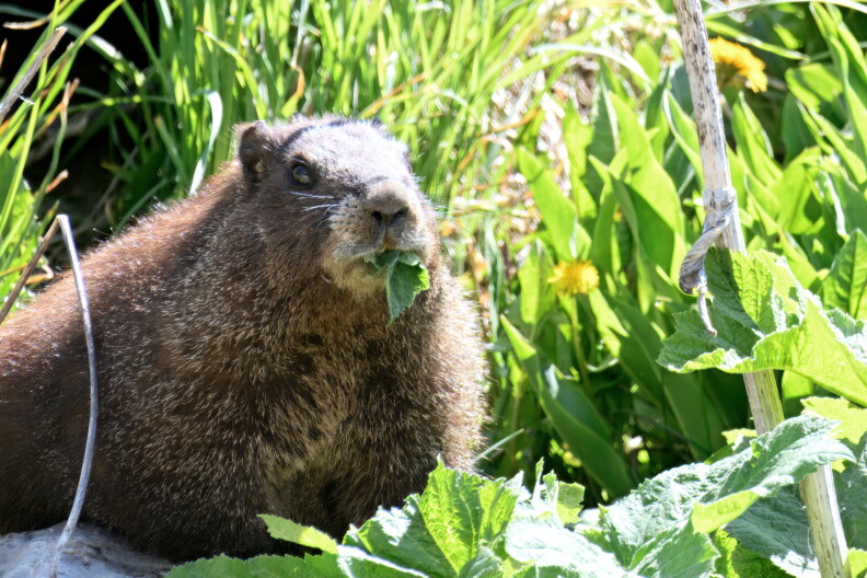 Source-feed image associated with Help choose the biggest ‘it squirrels’ of the year for Fat Marmot Week