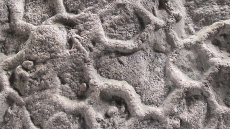 Source-feed image associated with What’s behind ‘one of paleontology’s most enduring enigmas’?