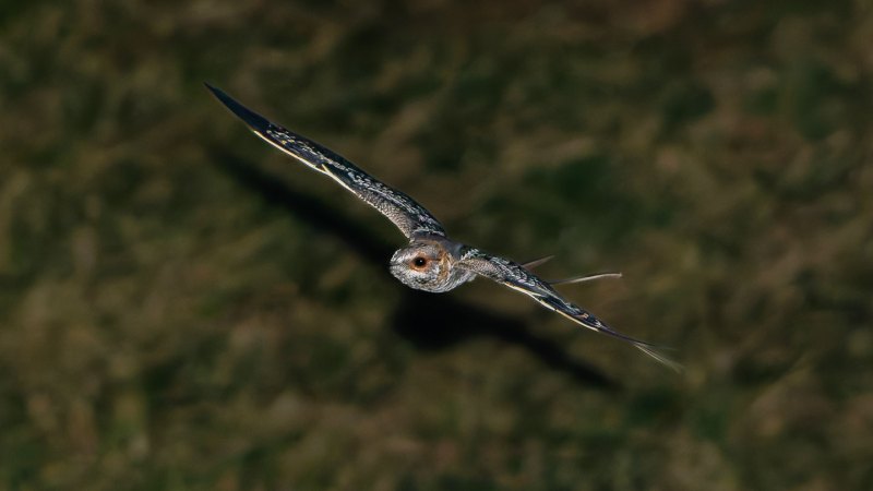 Source-feed image associated with These birds clack their wing bones together to woo mates at night