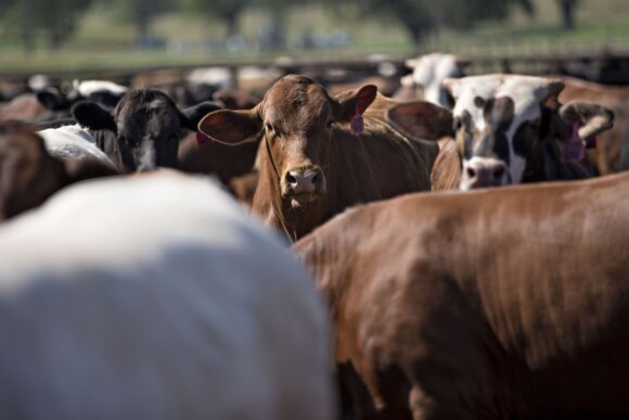 Source-feed image associated with US Races to Contain Deadly Screwworm Threat to Cattle Supply