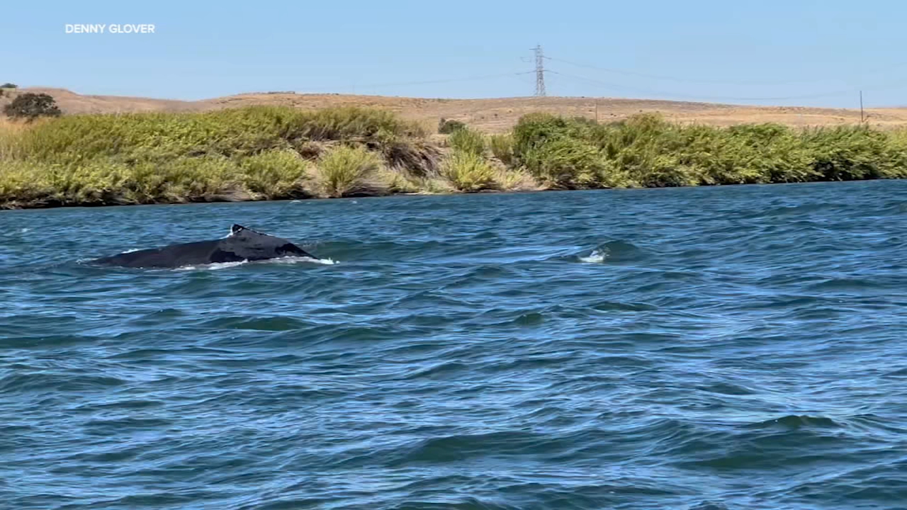Source-feed image associated with VIDEO: Humpback whale spotted in Sacramento River near Rio Vista