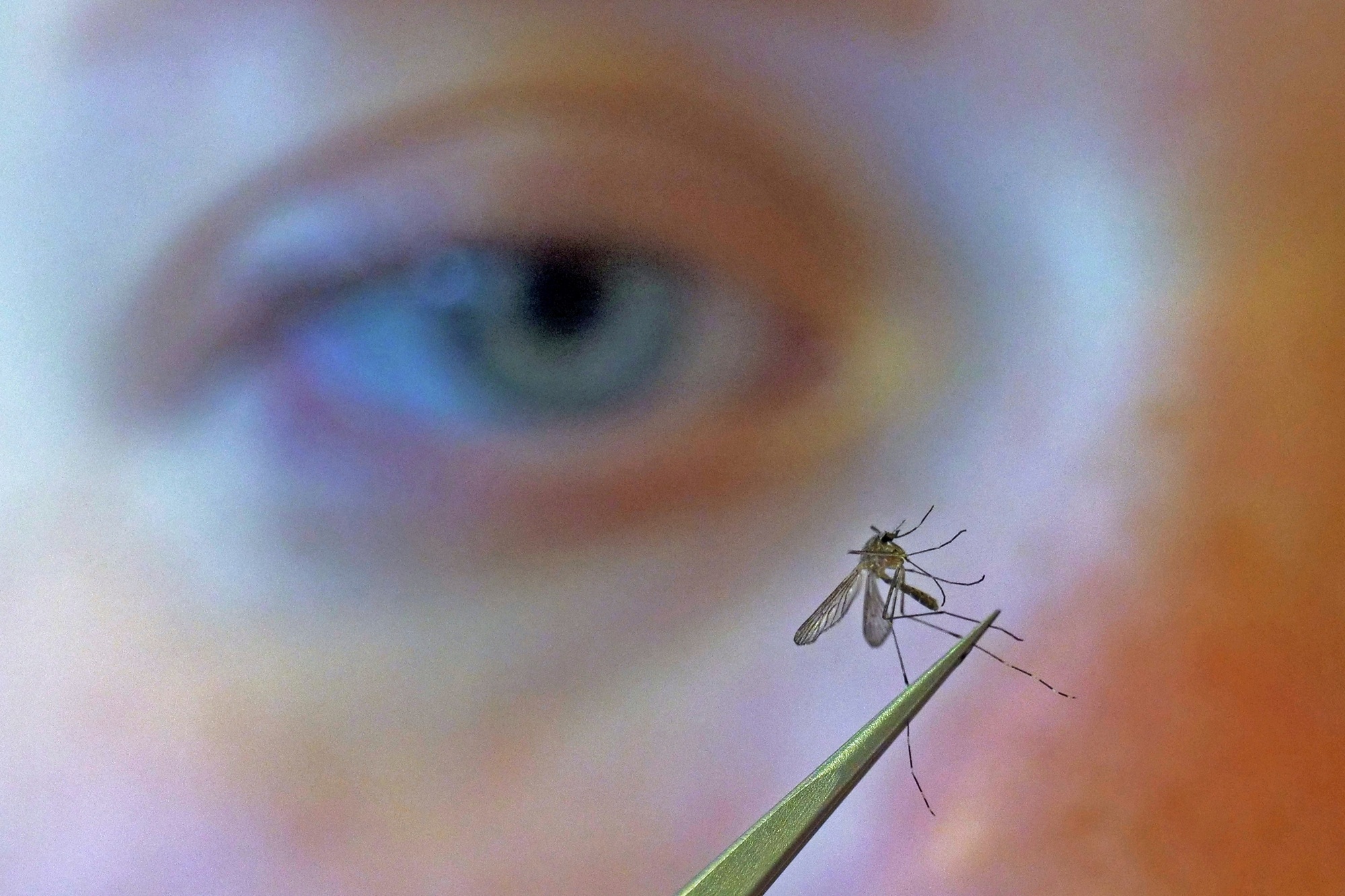Source-feed image associated with Santa Clara County Has Its First 2 West Nile Virus Cases of 2026