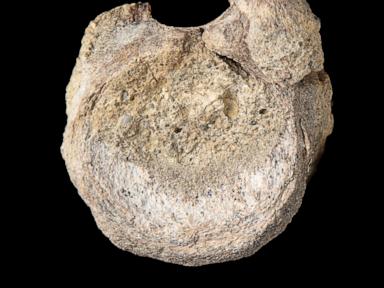 Source-feed image associated with A rare dinosaur fossil from Antarctica is found tucked away in a drawer