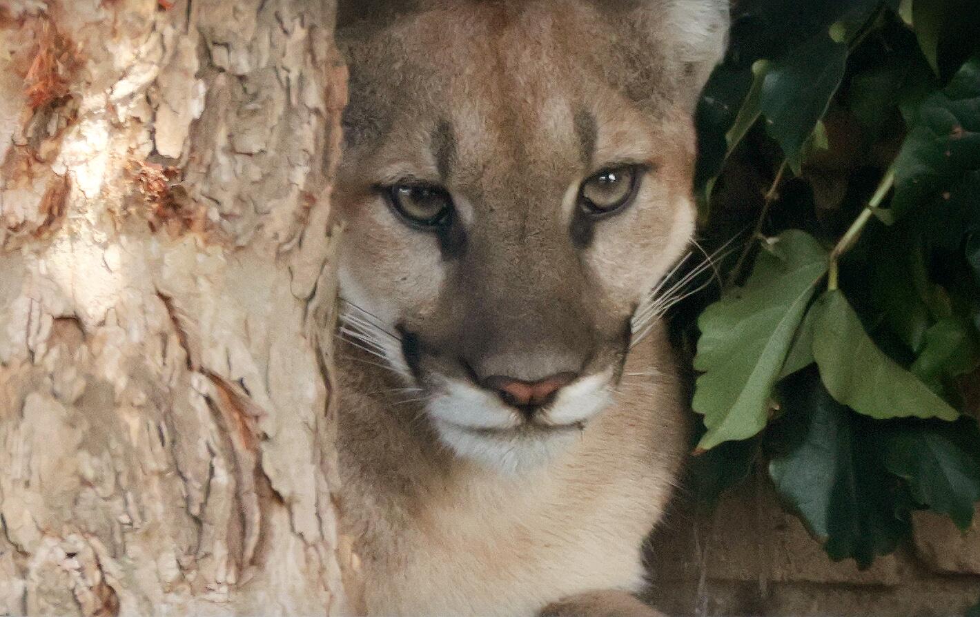 Source-feed image associated with Mountain lion safely captured after strolling through San Dimas neighborhood