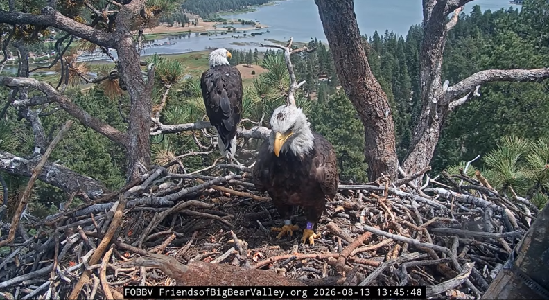 Source-feed image associated with Who is the new bald eagle in Big Bear’s famous nest?