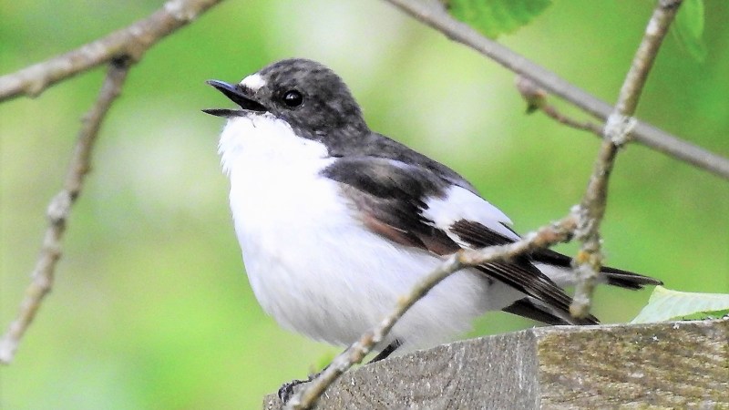 Source-feed image associated with ‘Cheating’ birds change their tune