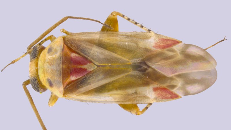 Source-feed image associated with Meet Swiftiephylus, an Australian bug named after Taylor Swift