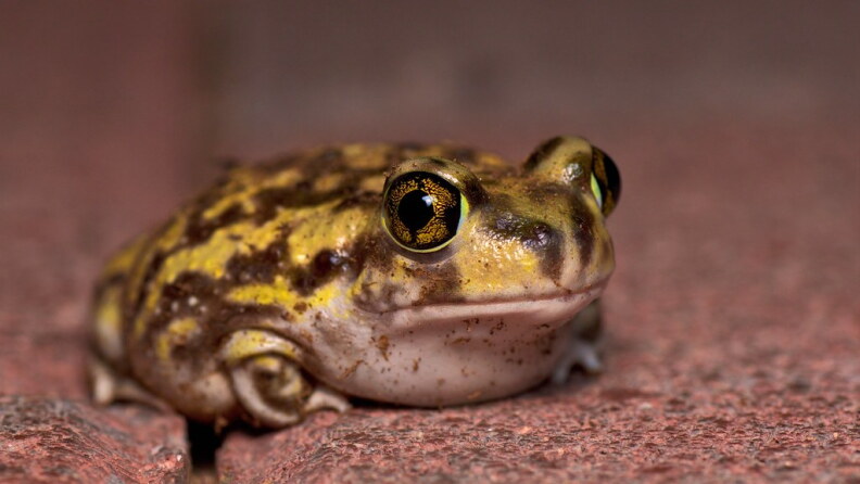 Source-feed image associated with A new Ice Age toad has been found in LA. Why the discovery matters