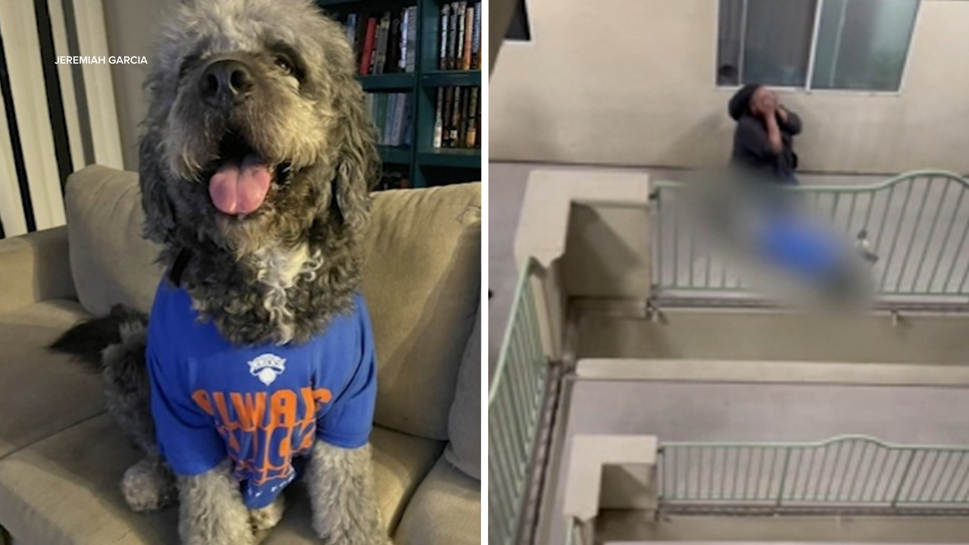 Source-feed image associated with Activists call for bodycam video release after LA police fatally shoot dog during Knicks celebration
