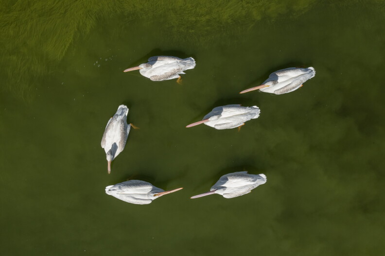 Source-feed image associated with What's the green sheen on Big Bear Lake? What you need to know about harmful algal blooms