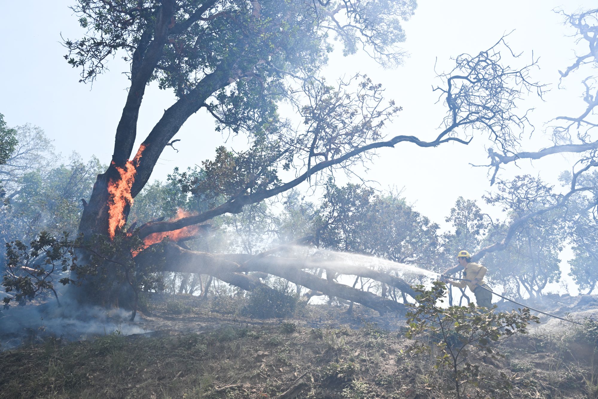 Source-feed image associated with Timber Fire in Big Sur Forces Evacuations, Threatens Beloved Tourist Sites