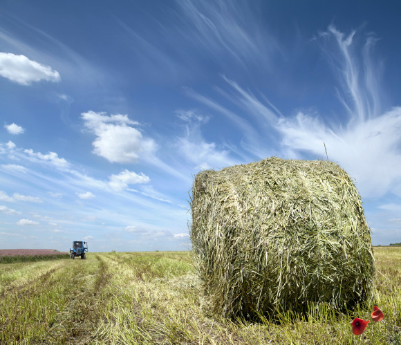Source-feed image associated with USDA Introduces More Crop Insurance Options for Forage Producers