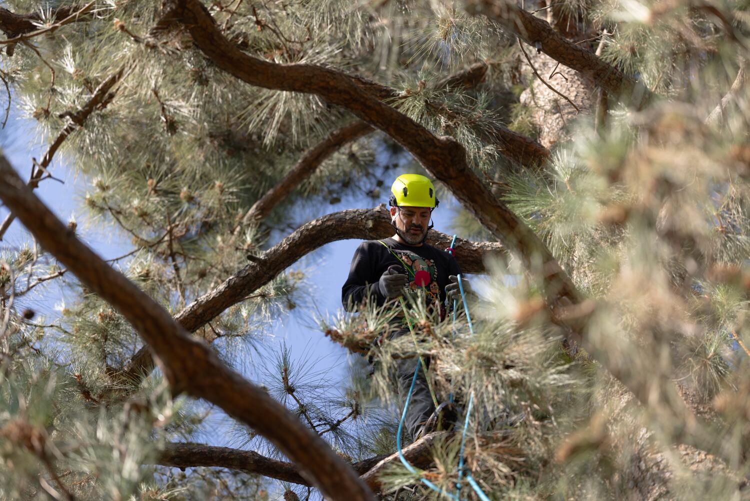 Source-feed image associated with Protests and lawsuits: Activists climb pine amid showdown over Pasadena school district's tree removals