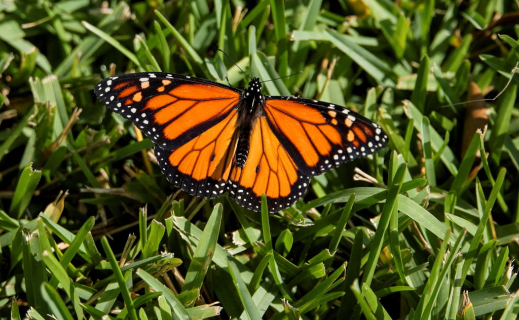 Source-feed image associated with U.S. cancels automatic protections for imperiled animals as critics warn of extinctions