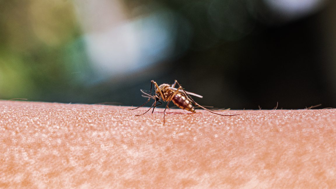 Source-feed image associated with As mosquito ranges expand, better monitoring is key to preventing disease