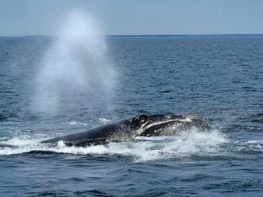 Source-feed image associated with Endangered right whales could wait almost a decade for new US protections