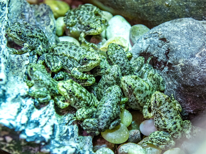 Source-feed image associated with A California frog is on the brink of extinction. Long Beach’s aquarium has a plan to save it