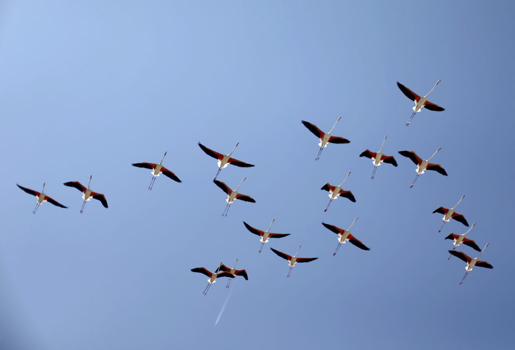 Source-feed image associated with Recovering wetlands fuel growth of flamingo population in Venice