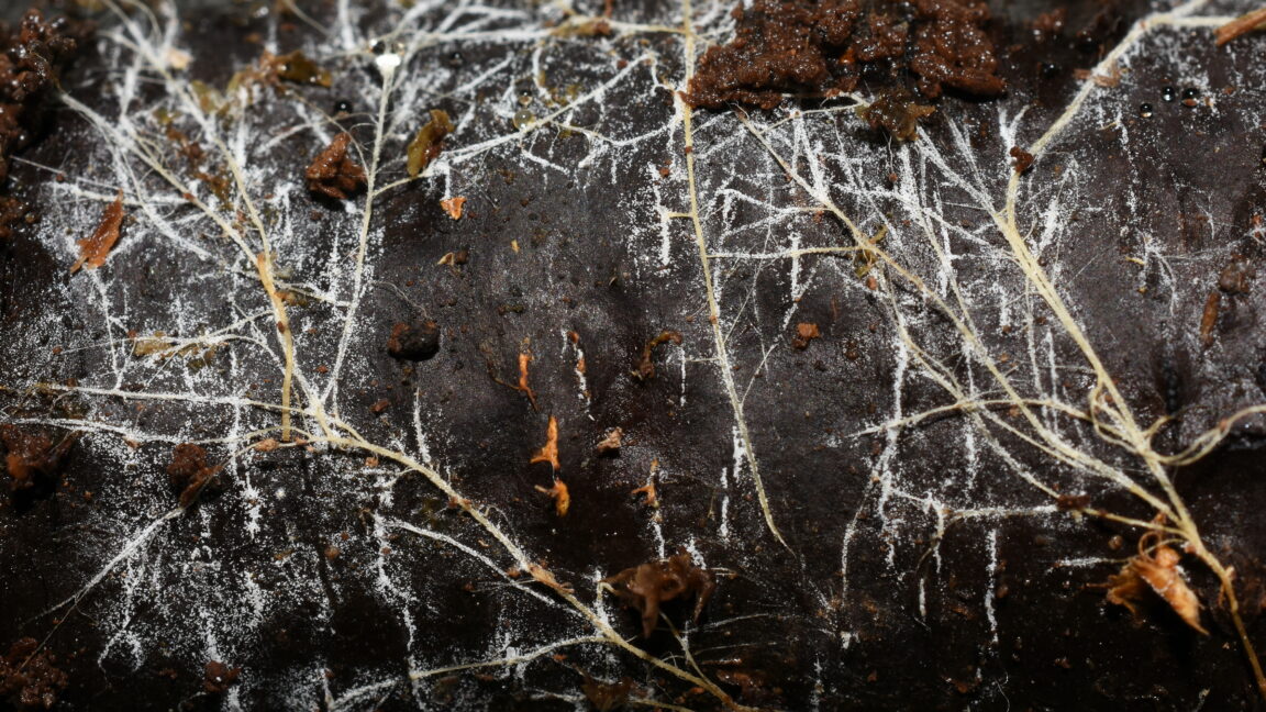 Source-feed image associated with Threads of underground fungal networks are long enough to reach beyond the Solar System