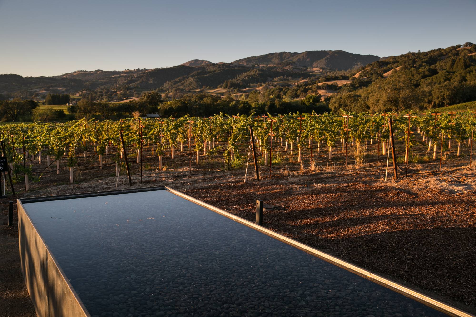 Source-feed image associated with Latino Winemakers Bring New Life to Sonoma County Industry