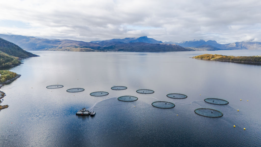 Source-feed image associated with Farmed salmon may not be as nutritious as it once was, new research suggests