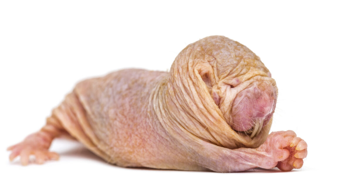 Source-feed image associated with Naked mole-rat queens use a chemical signal to suppress fertility in rivals