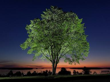 Source-feed image associated with New generation of elm trees could be equipped to beat disease that killed parents