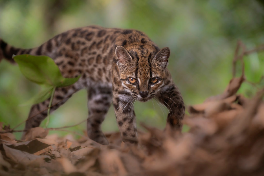 Source-feed image associated with Meet Earth's newest wild cat species, living in Bolivia and the first named in over a century