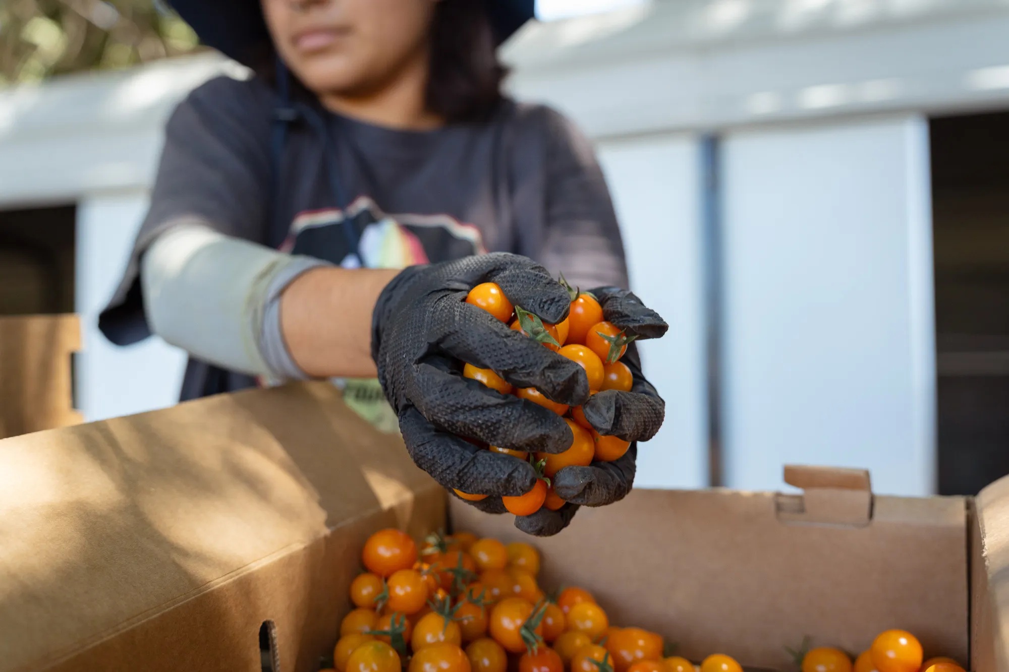 Source-feed image associated with ‘Kids Are Actually Eating the Food’: State Expands Lunch Program That Pairs Schools With Farms