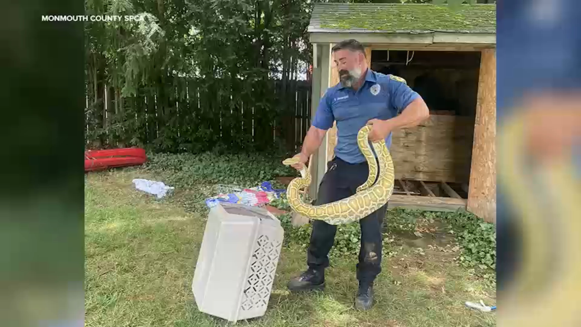 Source-feed image associated with 8-foot Burmese python found in New Jersey backyard after eating opossum under shed