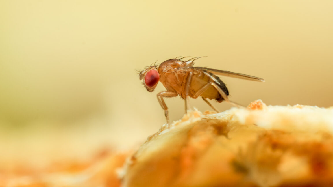 Source-feed image associated with Just like a fruit fly, a new algorithm never forgets old scents