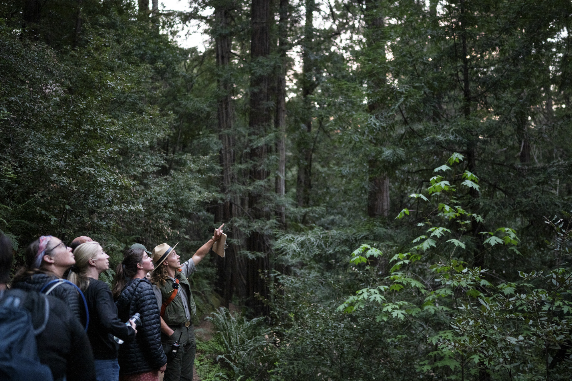 Source-feed image associated with How to Explore Muir Woods After Dark (If You Can Get a Ticket)