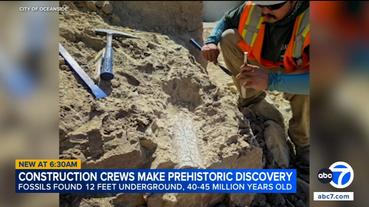 Image from linked report: Possible remains of prehistoric 'thunder beast' discovered at Oceanside, California construction site