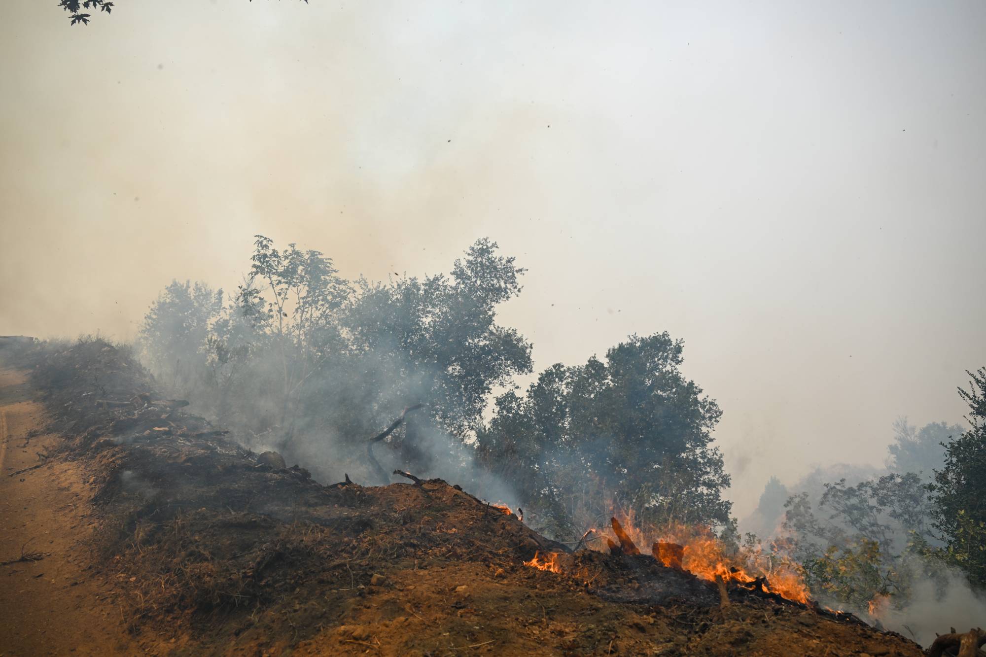 Source-feed image associated with Timber Fire Now Third Largest in State, CHP Announces Highway 1 Closure