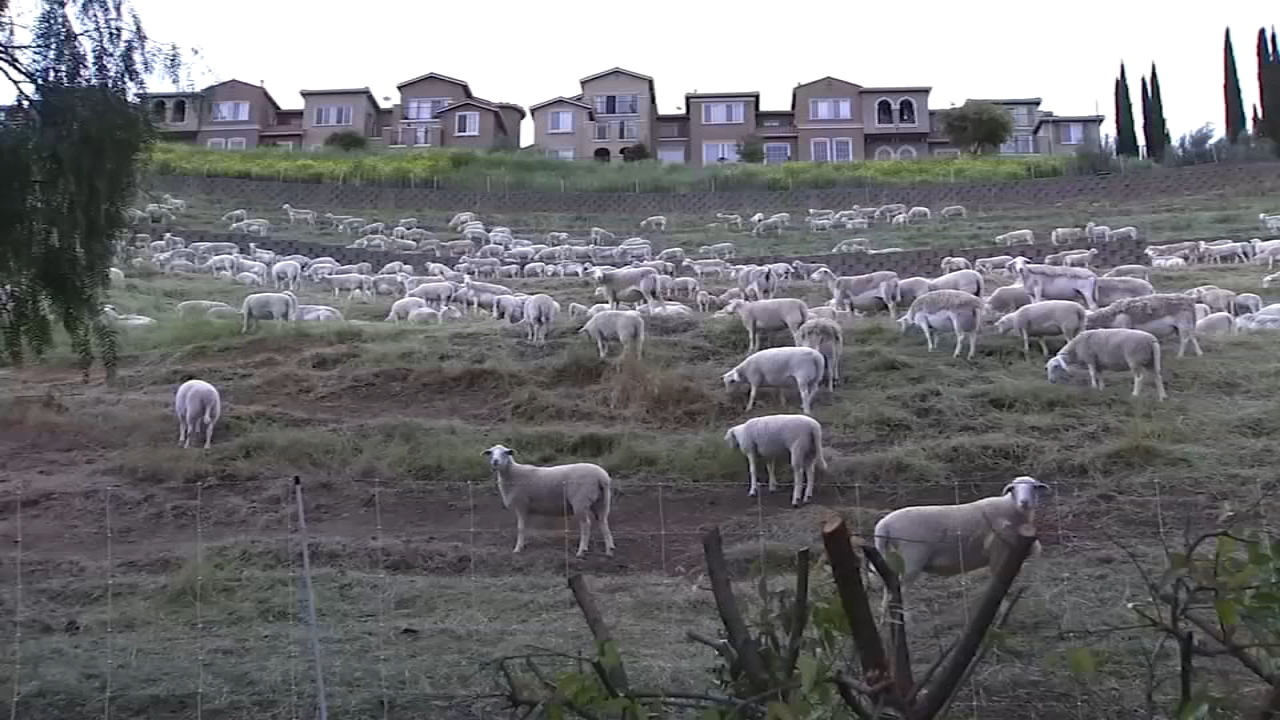 Source-feed image associated with South Bay goat company faces closure as new CA law triggers massive wage increase for herders