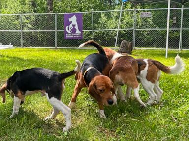 Source-feed image associated with Wisconsin beagle farm closing, hundreds of dogs to be sent to Florida rescue group