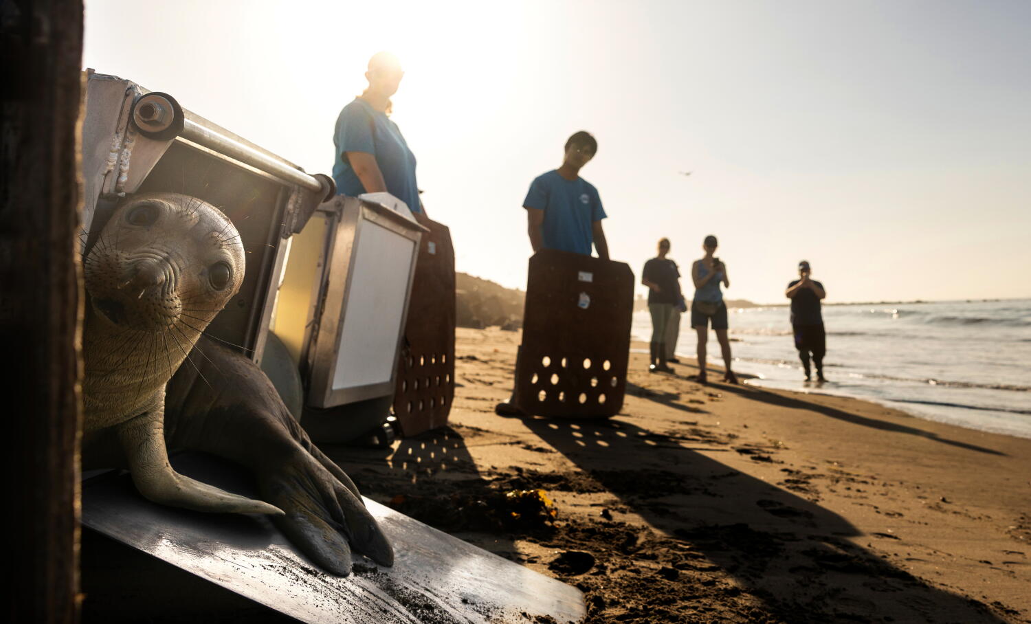 Source-feed image associated with El Niño could bring waves of starving sea lion pups to California beaches. It's happened before